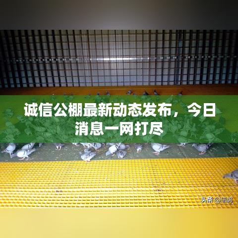 誠信公棚最新動(dòng)態(tài)發(fā)布，今日消息一網(wǎng)打盡
