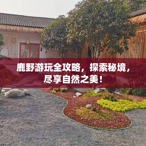 鹿野游玩全攻略，探索秘境，盡享自然之美！