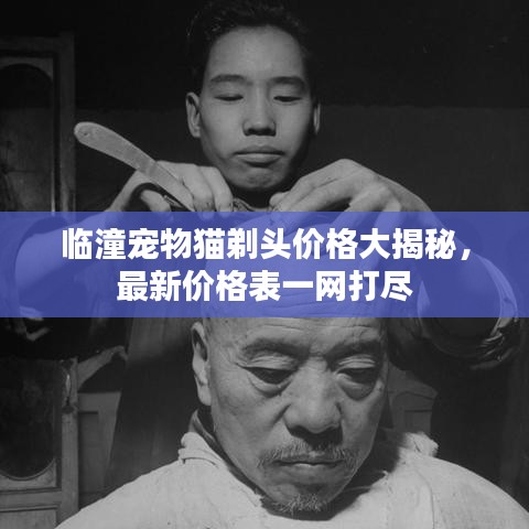 臨潼寵物貓?zhí)觐^價(jià)格大揭秘，最新價(jià)格表一網(wǎng)打盡