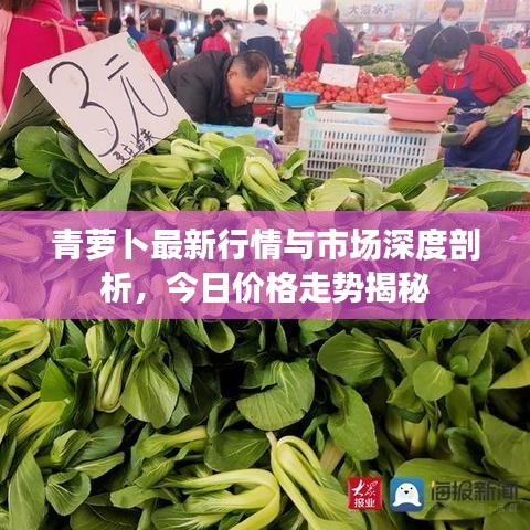 青蘿卜最新行情與市場(chǎng)深度剖析，今日價(jià)格走勢(shì)揭秘