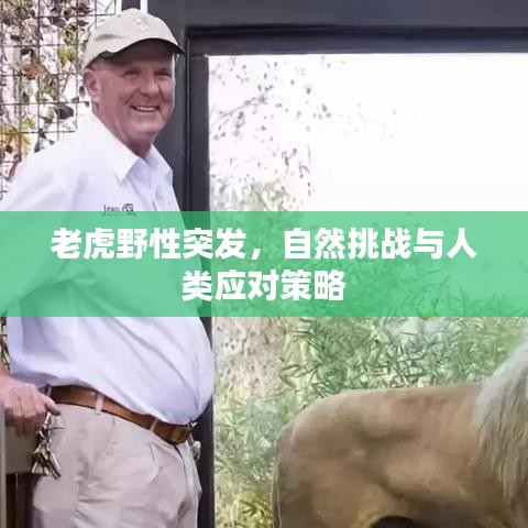 老虎野性突發(fā)，自然挑戰(zhàn)與人類應(yīng)對策略