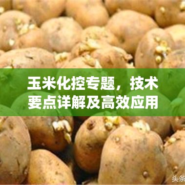 玉米化控專題，技術(shù)要點詳解及高效應(yīng)用策略實戰(zhàn)分享