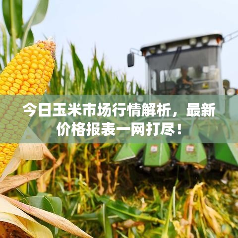 今日玉米市場(chǎng)行情解析，最新價(jià)格報(bào)表一網(wǎng)打盡！