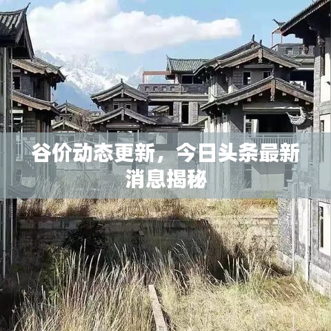谷價(jià)動(dòng)態(tài)更新，今日頭條最新消息揭秘