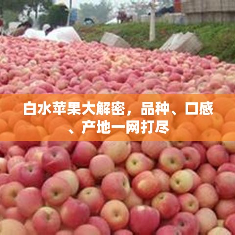 白水蘋果大解密，品種、口感、產(chǎn)地一網(wǎng)打盡