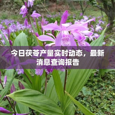 今日茯苓產量實時動態(tài)，最新消息查詢報告