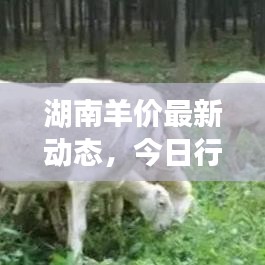 發(fā)硎新試