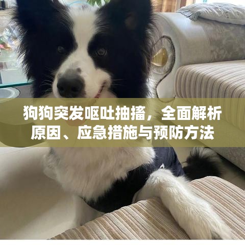 狗狗突發(fā)嘔吐抽搐，全面解析原因、應(yīng)急措施與預(yù)防方法