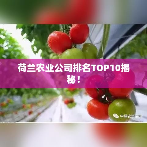 荷蘭農(nóng)業(yè)公司排名TOP10揭秘！