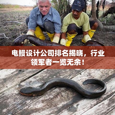 電鰻設(shè)計(jì)公司排名揭曉，行業(yè)領(lǐng)軍者一覽無余！