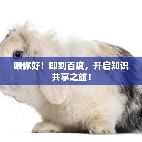 喂你好！即刻百度，開啟知識共享之旅！