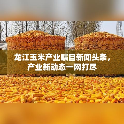 龍江玉米產(chǎn)業(yè)矚目新聞頭條，產(chǎn)業(yè)新動態(tài)一網(wǎng)打盡