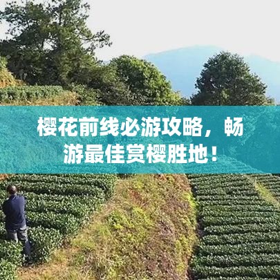 櫻花前線必游攻略，暢游最佳賞櫻勝地！