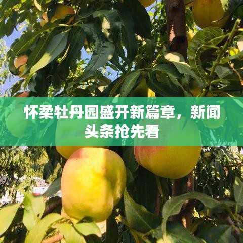 懷柔牡丹園盛開新篇章，新聞?lì)^條搶先看