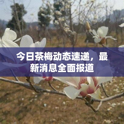 今日茶梅動態(tài)速遞，最新消息全面報道