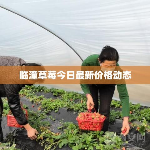 臨潼草莓今日最新價格動態(tài)