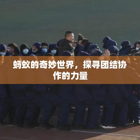 螞蟻的奇妙世界，探尋團(tuán)結(jié)協(xié)作的力量
