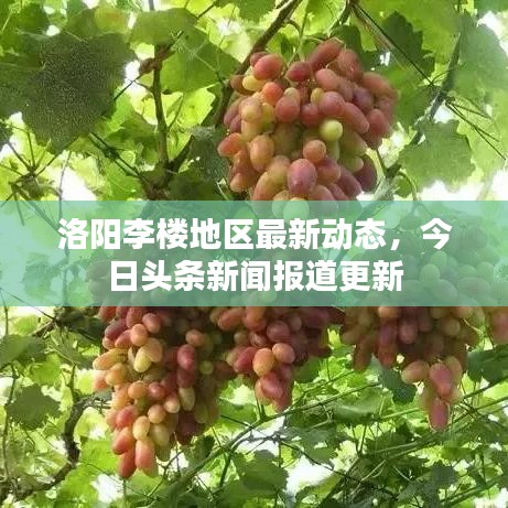 洛陽(yáng)李樓地區(qū)最新動(dòng)態(tài)，今日頭條新聞報(bào)道更新
